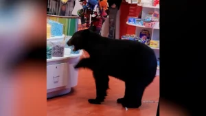 black bear gatlinburg concession stand