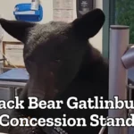 black bear gatlinburg concession stand
