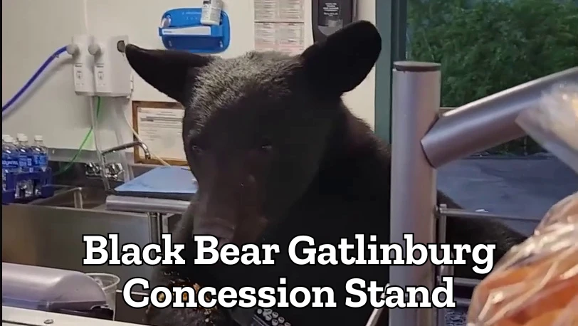 black bear gatlinburg concession stand
