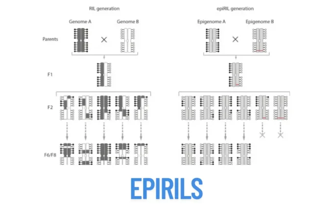 epirils