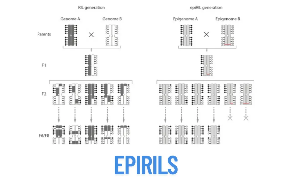 epirils