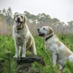 dog live