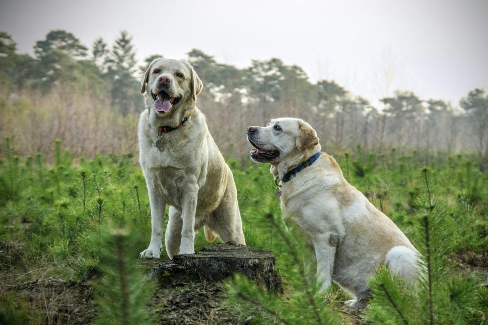 dog live