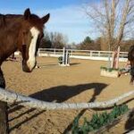 Beginner’s Guide to Setting Up Horse Jump Planks at Home