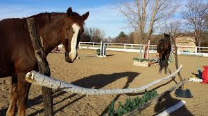 Beginner’s Guide to Setting Up Horse Jump Planks at Home